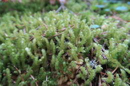 Image of robust rhytidiopsis moss