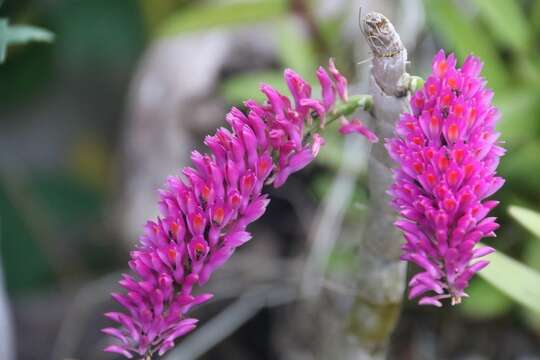 Sivun Dendrobium secundum (Blume) Lindl. ex Wall. kuva