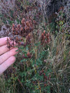 Image of St John's wort