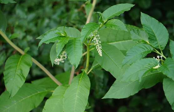 Image of Phytolacca americana var. americana