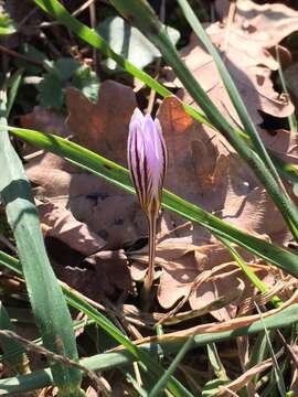 Image of Silvery Crocus