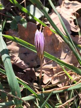 Image of Scotch crocus