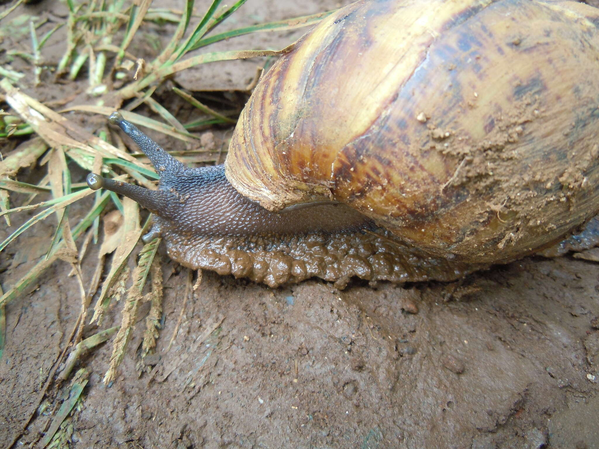 Image de Archachatina marginata (Swainson 1821)