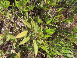 Psoralea lanceolata Pursh resmi