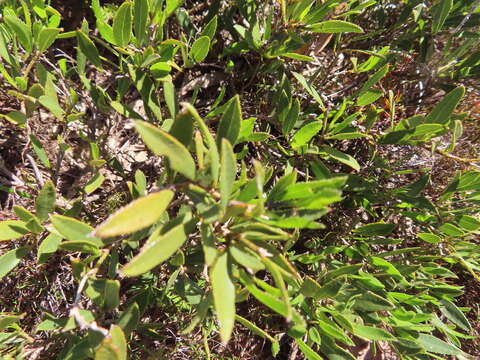 Imagem de Psoralea lanceolata Pursh