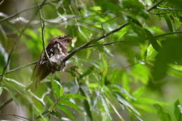 Image of Philippine Frogmouth