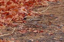 Image of sparrow-weaver