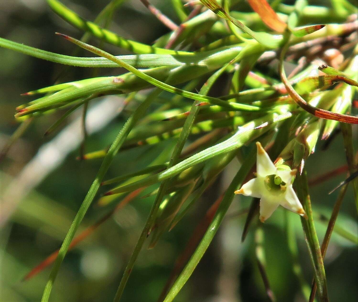 Image de Dracophyllum sinclairii Cheeseman