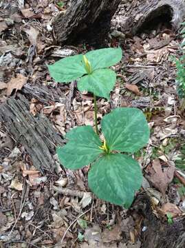 Trillium luteum (Muhl.) Harb. resmi