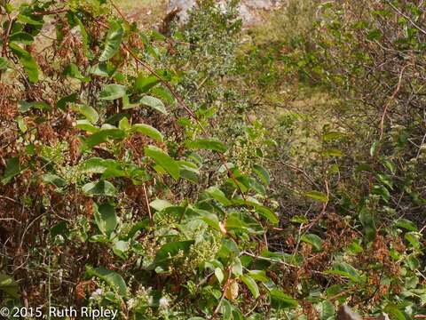 Image of Muehlenbeckia tamnifolia (Kunth) Meisn.