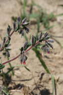 Слика од Onosma tinctorium M. Bieb.