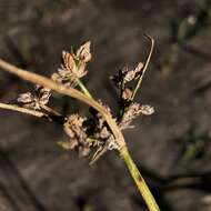 Imagem de Cyperus distinctus Steud.