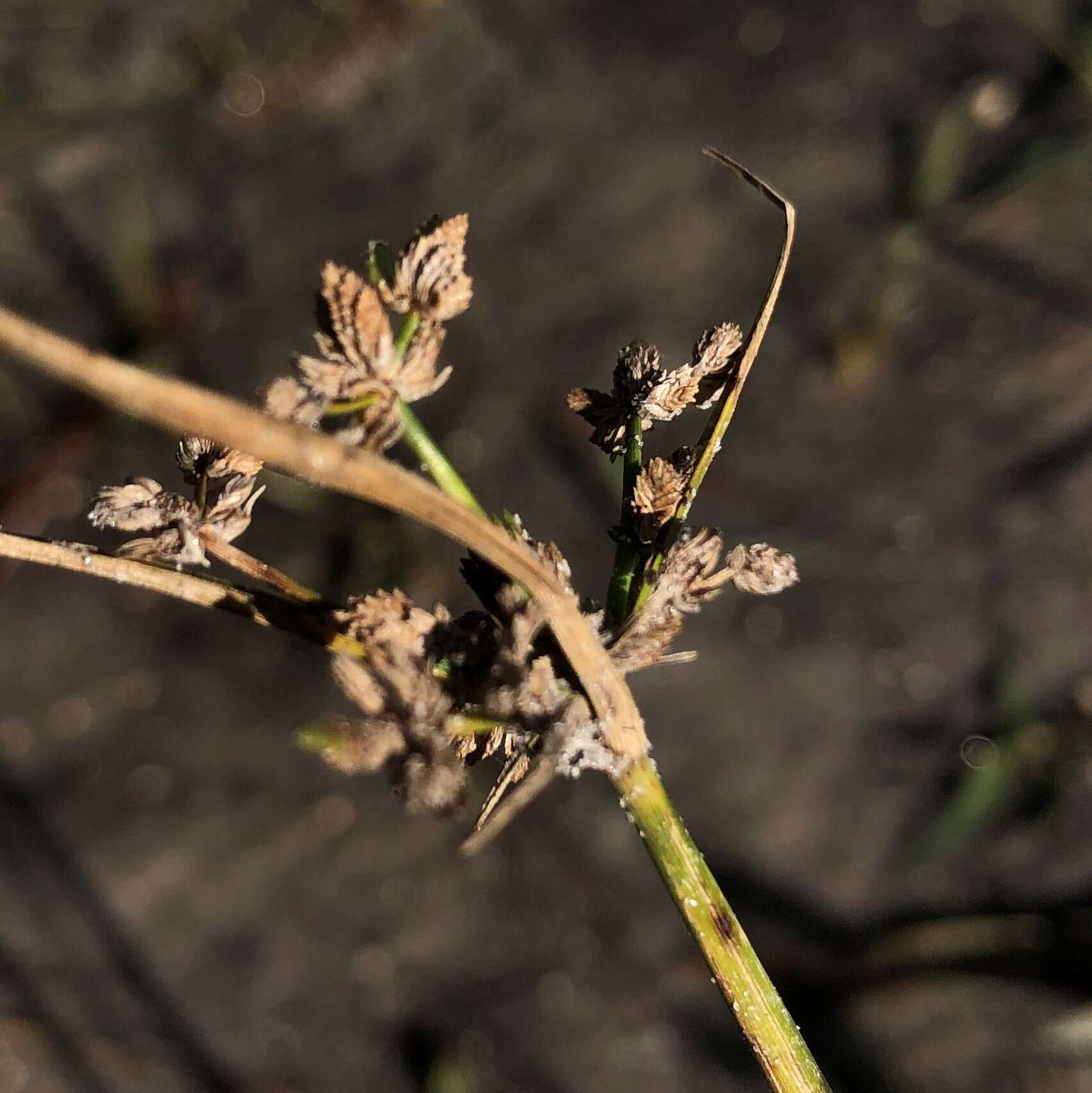 Image of Swamp Flat Sedge