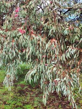 Image de Eucalyptus sideroxylon subsp. sideroxylon