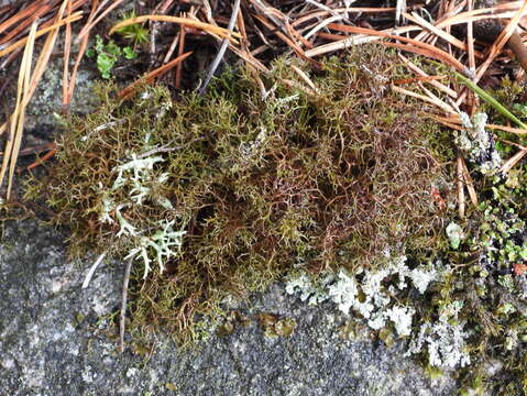 Image of Cetraria muricata (Ach.) Eckfeldt