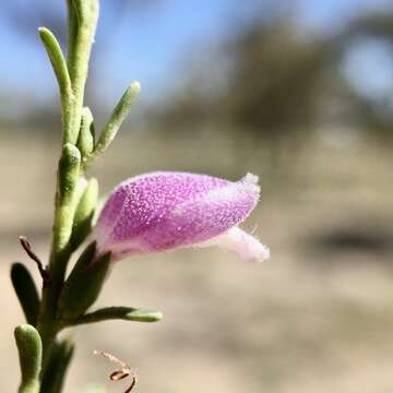 Image of Eremophila divaricata (F. Muell.) F. Muell.