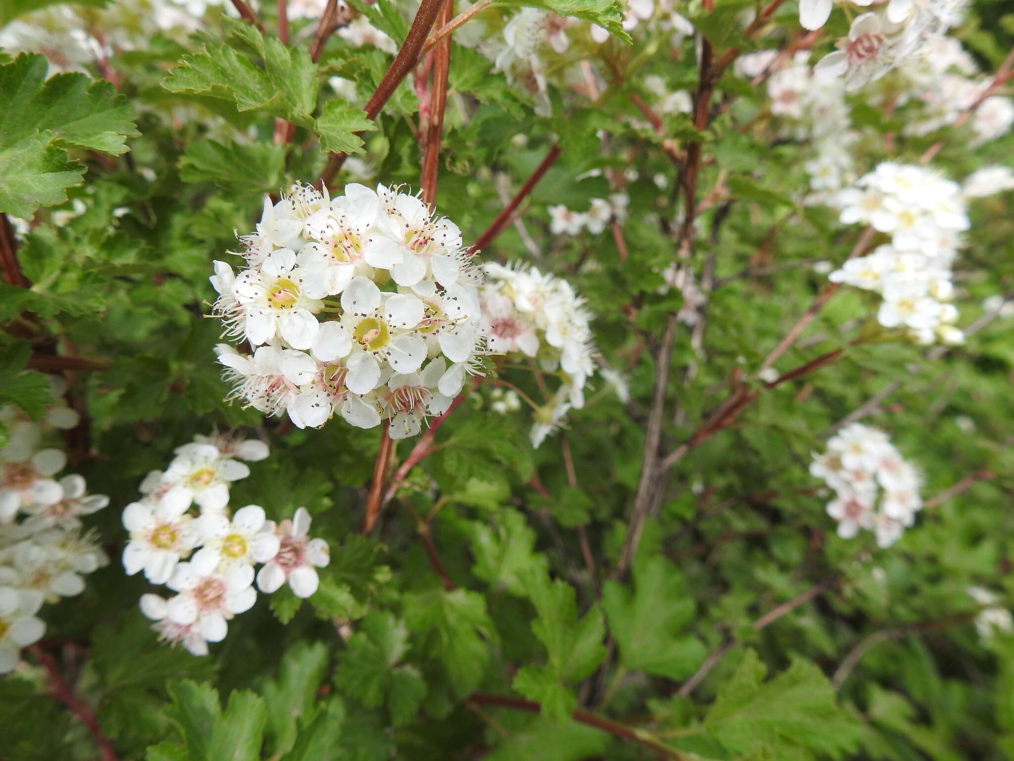 Слика од Physocarpus monogynus (Torr.) Kuntze