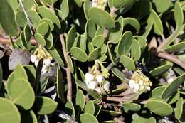 Слика од <i>Arctostaphylos montana</i> subsp. <i>ravenii</i>