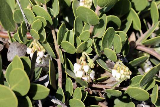 Слика од Arctostaphylos hookeri subsp. montana (Eastw.) P. V. Wells