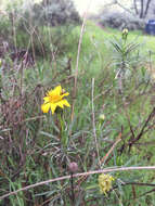 Plancia ëd Ericameria linearifolia (DC.) L. E. Urbatsch & J. R. Wussow