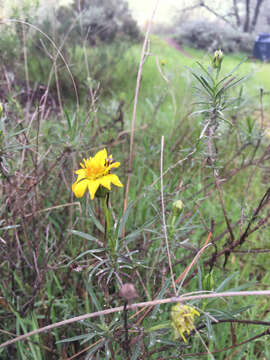 Plancia ëd Ericameria linearifolia (DC.) L. E. Urbatsch & J. R. Wussow