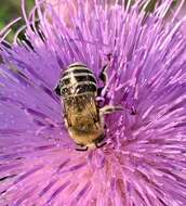 Image of Anthophora walshii Cresson 1869