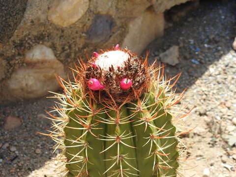 Melocactus harlowii (Britton & Rose) Vaupel resmi