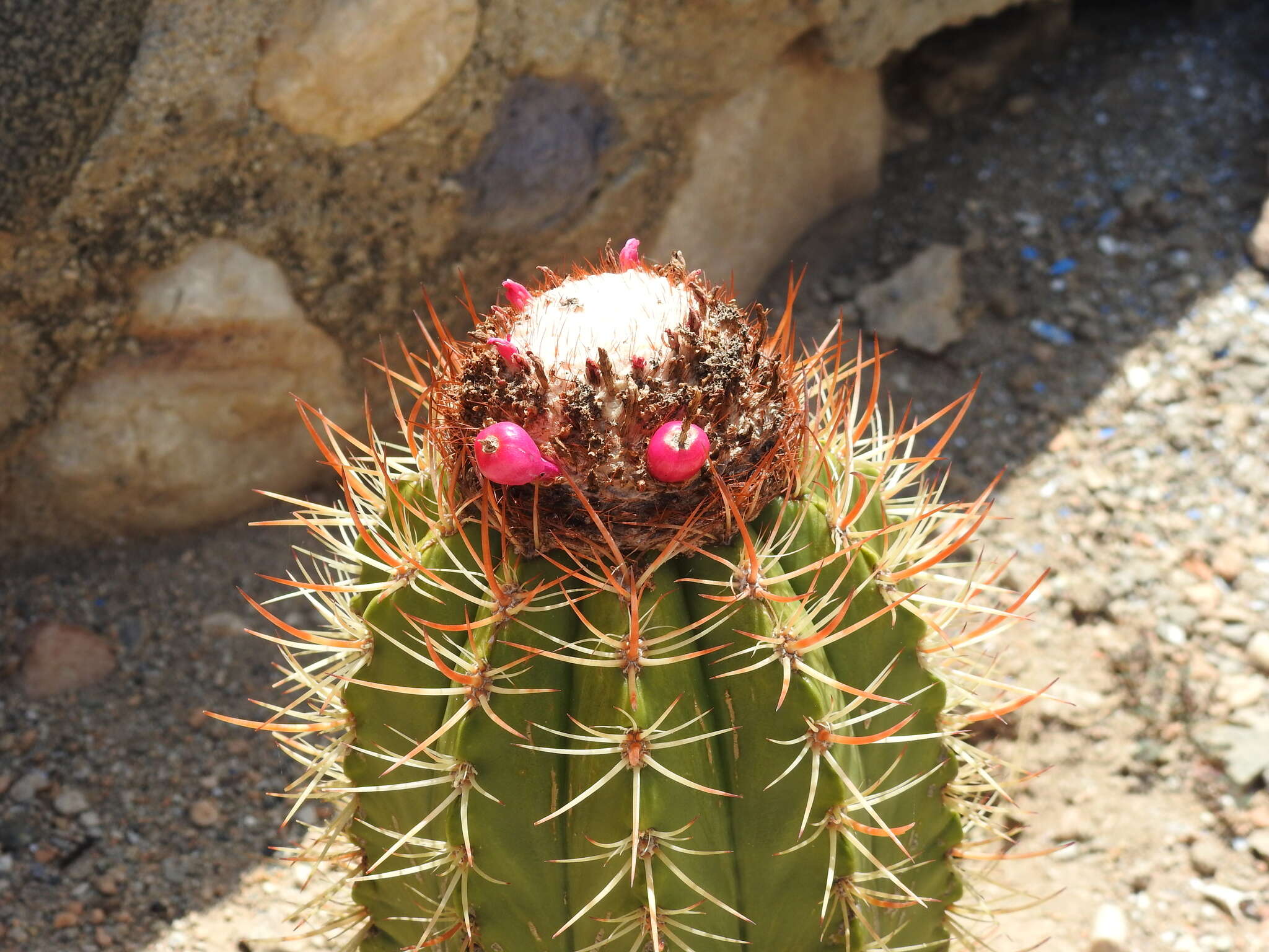 Image of Melocactus harlowii (Britton & Rose) Vaupel