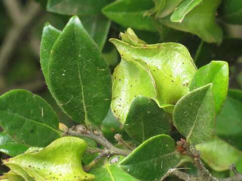 Image of Diospyros scabrida var. scabrida