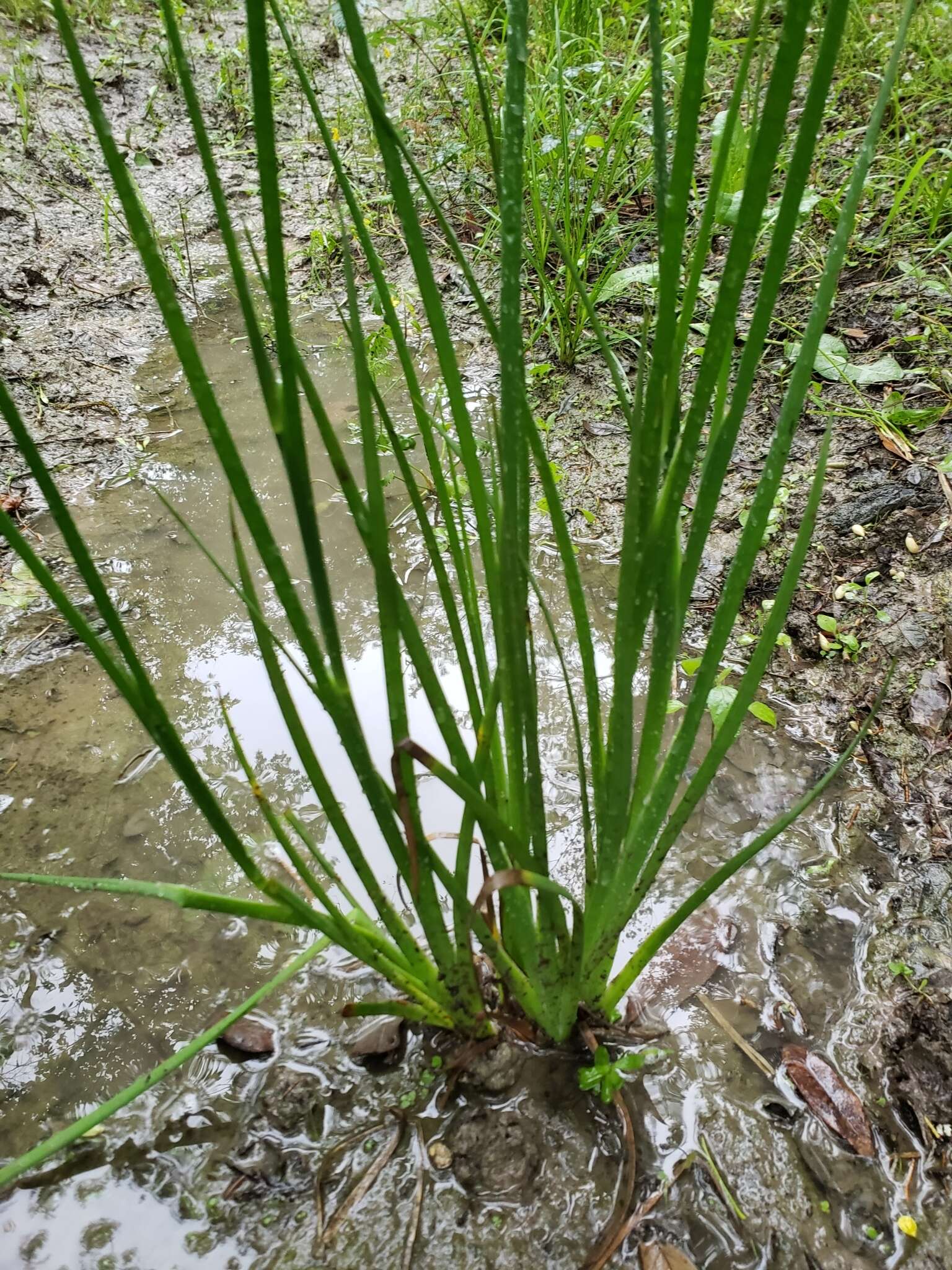 Imagem de Juncus validus Coville