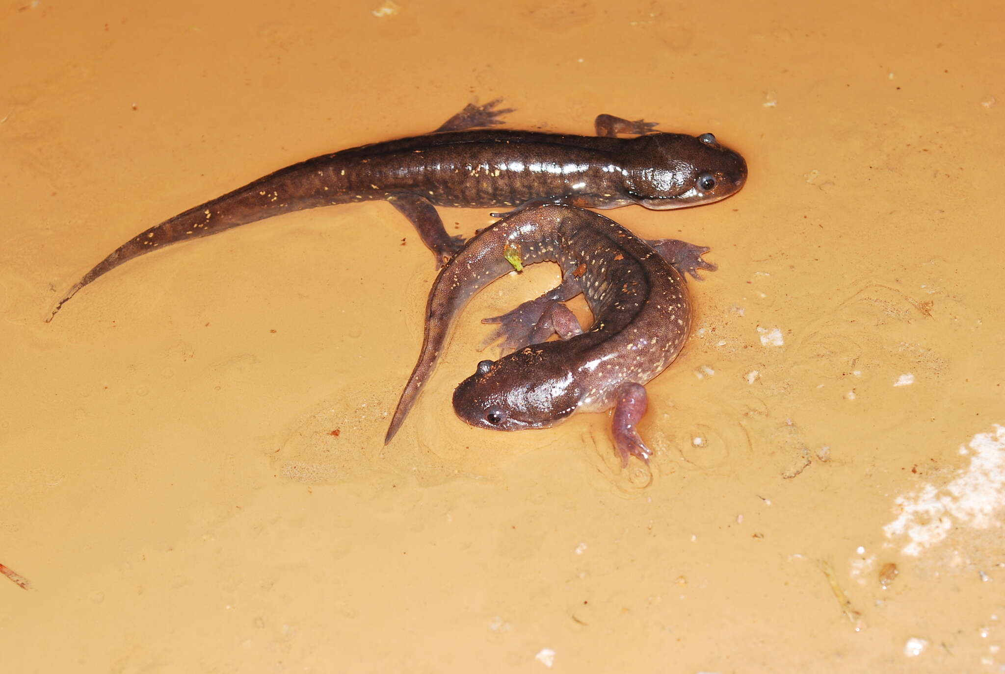 Image of Yellow-peppered Salamander