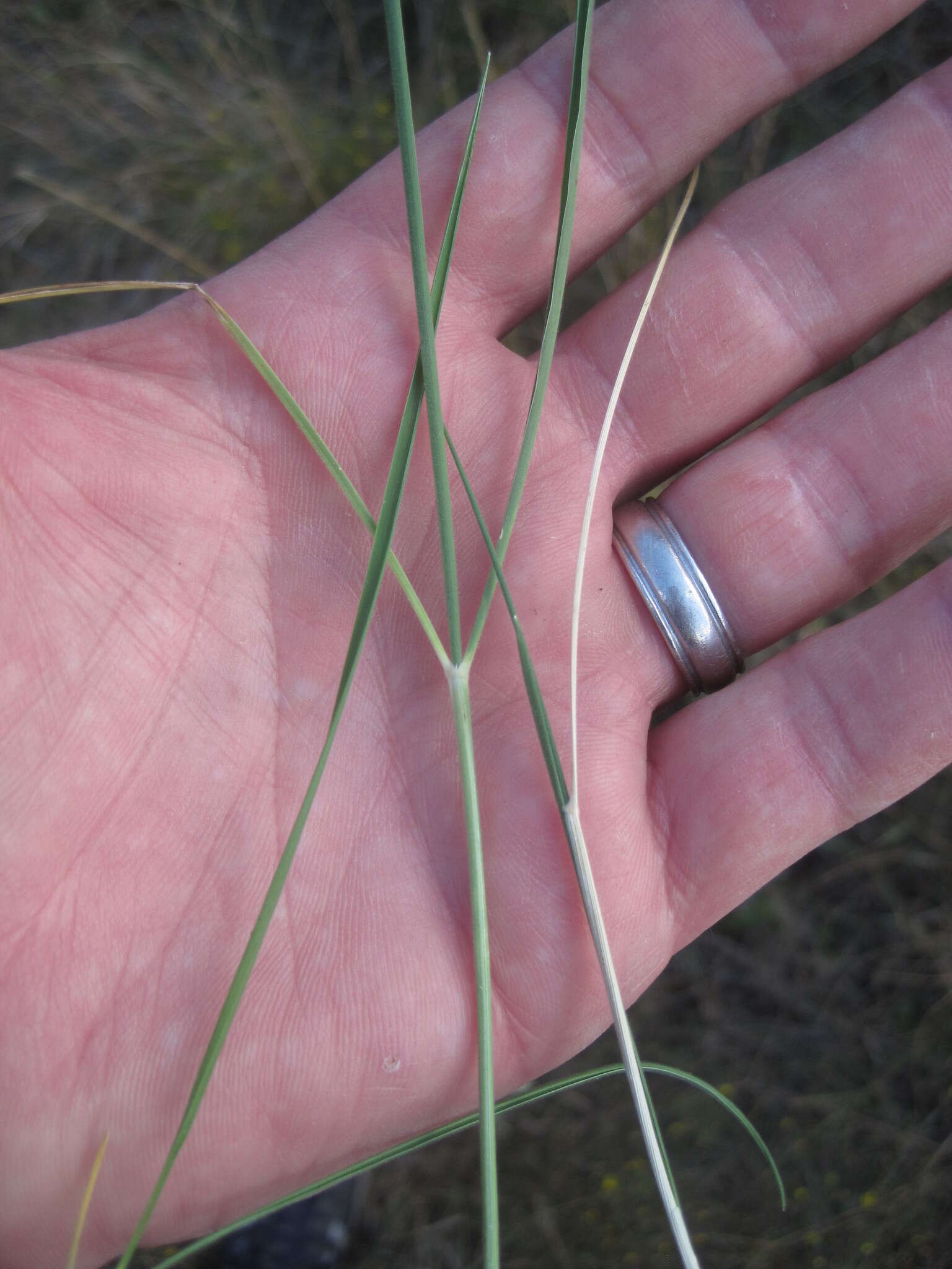 Image of Texas cupgrass