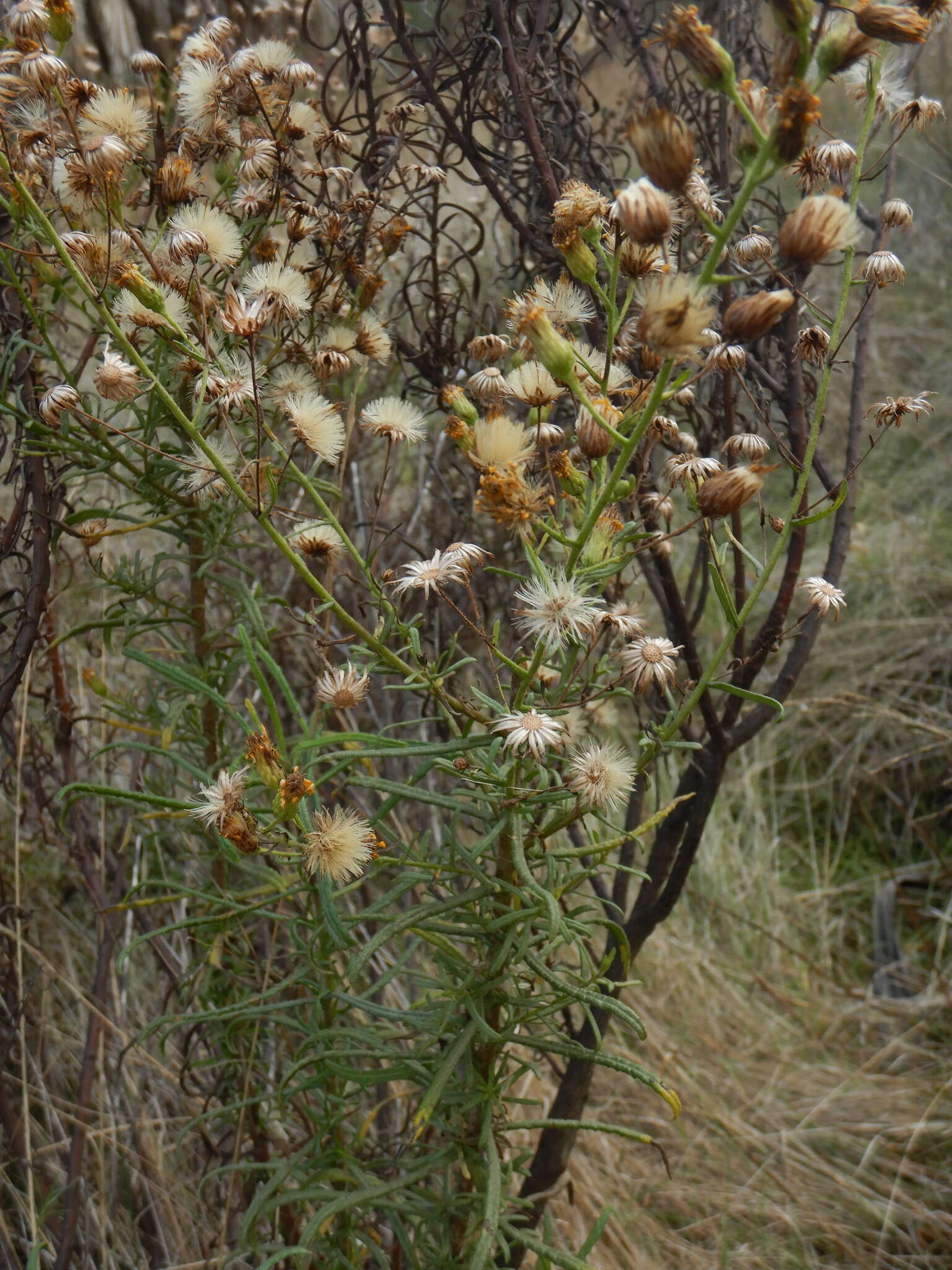 Image of Dittrichia viscosa subsp. revoluta (Hoffmgg. & Link) P. Silva & Tutin