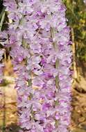 Слика од Rhynchostylis retusa (L.) Blume