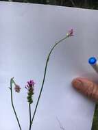 Image of Few-flowered Milkwort