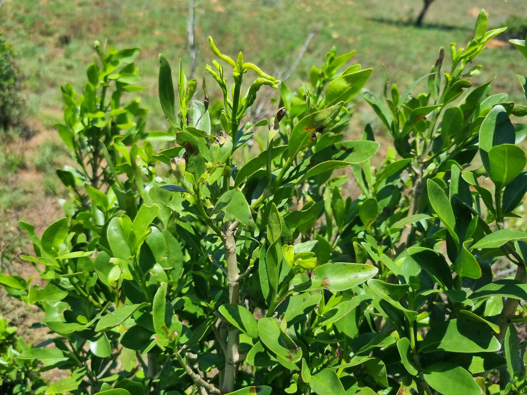 Image of Canthium suberosum Codd