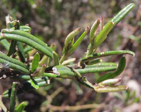 Imagem de <i>Podalyria oleifolia</i>