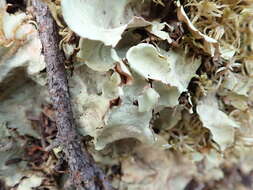 Image of arctic kidney lichen