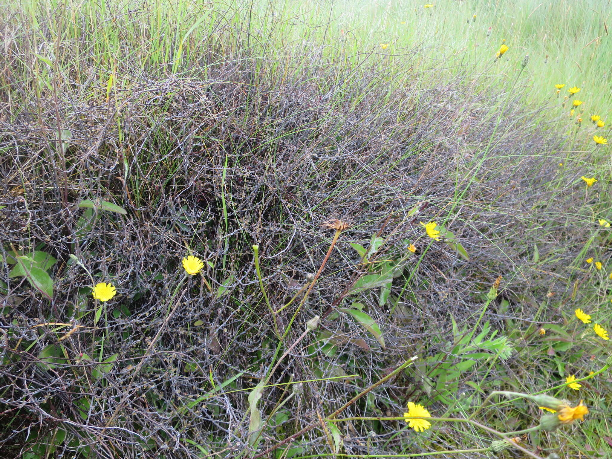 Image of Muehlenbeckia ephedroides Hook. fil.