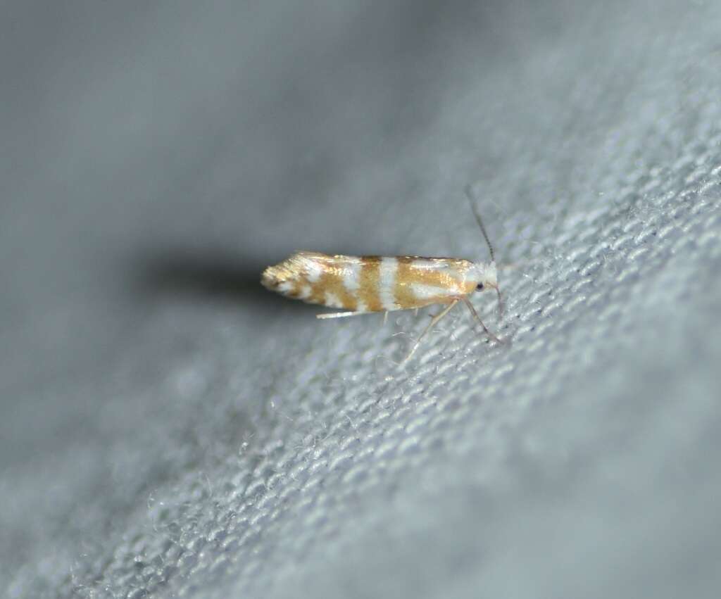 Image of Argyresthia aureoargentella Brower 1953