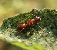 Image of Camponotus castaneus (Latreille 1802)