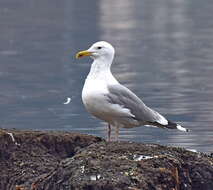 Image of Caspian Gull