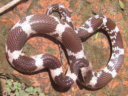 Image of Barred Wolf Snake