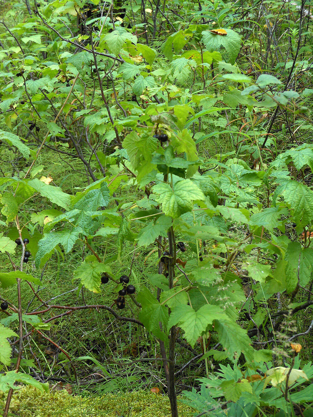 Image of Black Currant