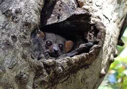 Image of Milne Edwards’s sportive lemur