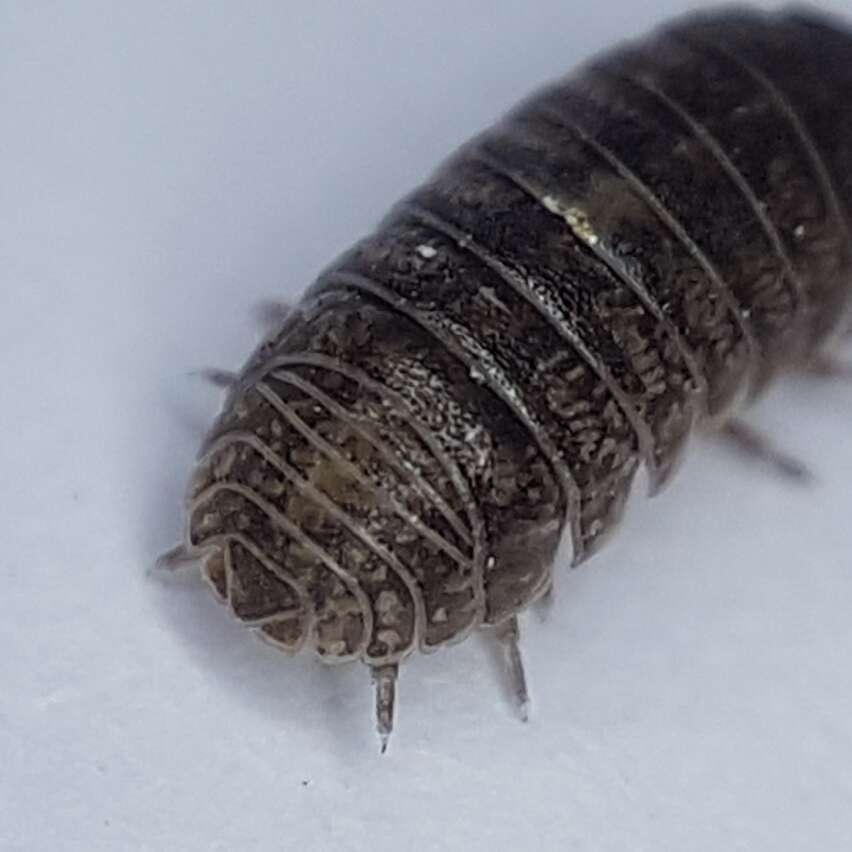 Image of Armadillidium arcangelii Strouhal 1929