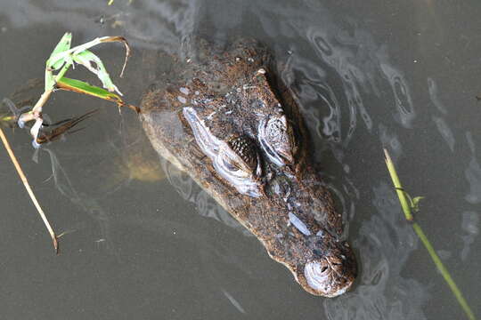 Image of Brown Spectacled Caiman