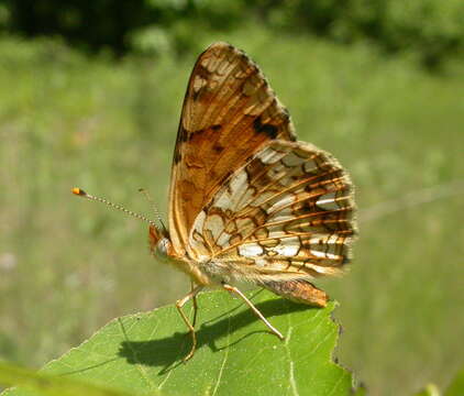 Image de Phyciodes pallida Edwards 1864