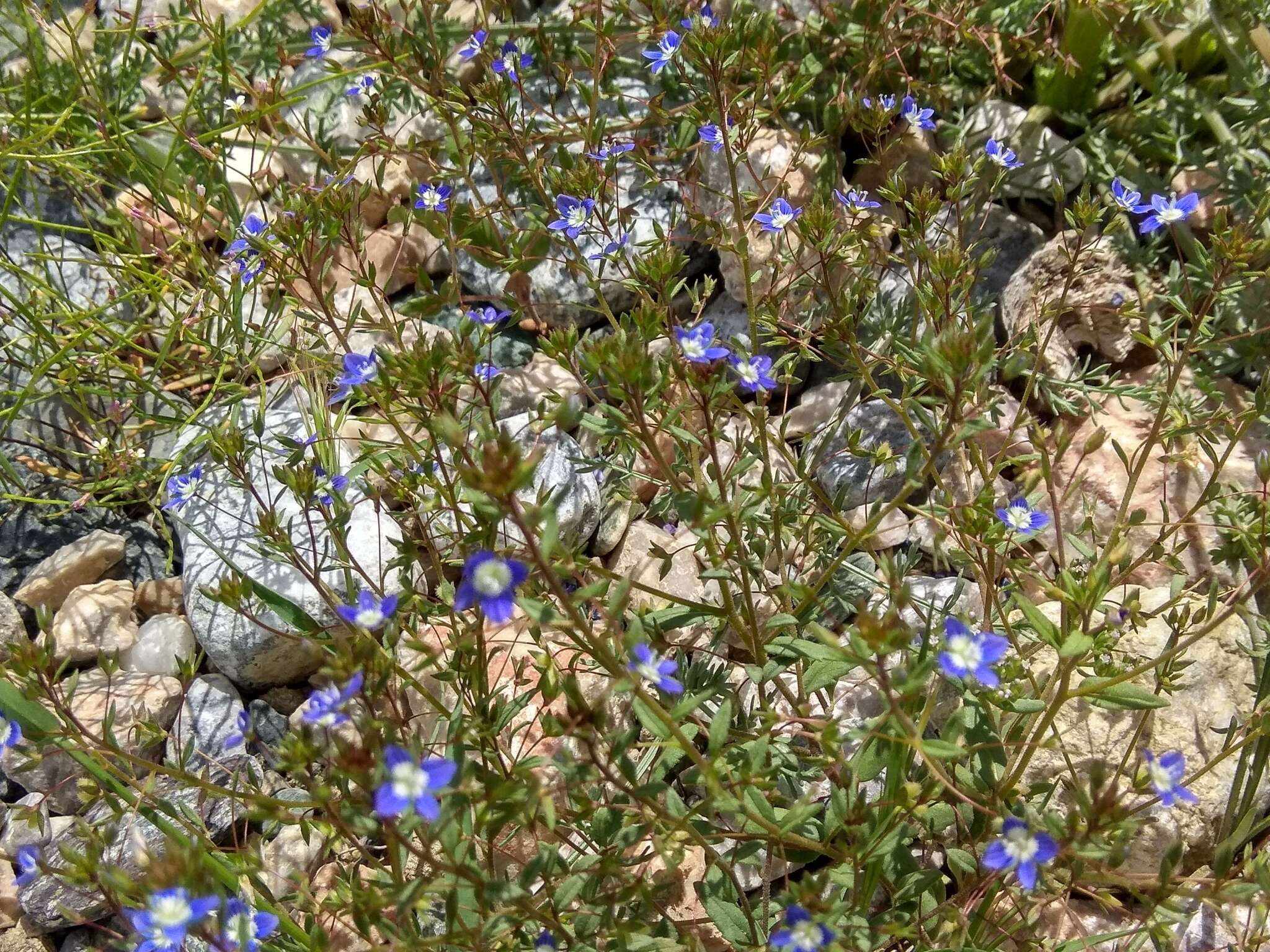 Image of Veronica capillipes Nevski