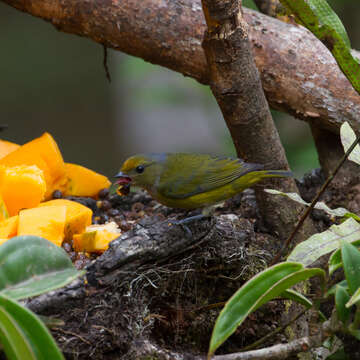 Image of Orange-bellied Euphonia